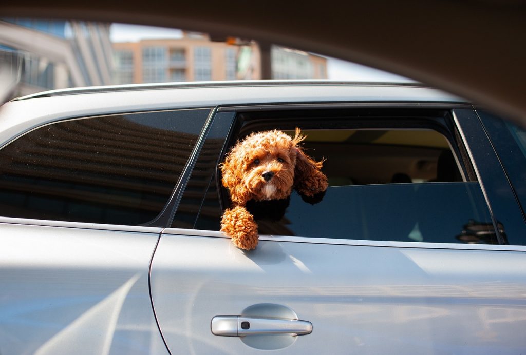 DRIVE Driving School car dog